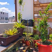 Jardín / Huerto Urbano V. Hermosa / CDMX. Un proyecto de Diseño de espacios, Arquitectura, Artesanía, Diseño industrial, Diseño de iluminación, Escultura, Diseño floral y vegetal de PVRISH ALEXVNDER - 16.04.2022