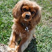 My project for course: Lifestyle Dog Photography. Un projet de Photographie, Photographie de portrait, Photographie pour Instagram, Photographie documentaire, Photographie lifest , et le de Denise Truempi-McAvoy - 15.04.2022