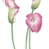 study of botanical art. . Un proyecto de Ilustración tradicional de Hyunjin Park - 20.04.2022