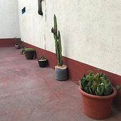 Mi Proyecto del curso: Diseño de espacios verdes para tu casa. L, scape Architecture, Floral, Plant Design, and Spatial Design project by Valeria Silva - 04.21.2022