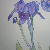 My project for course: Botanical Sketchbooking: A Meditative Approach. Projekt z dziedziny Trad, c, jna ilustracja,  R, sunek, Malowanie akwarelą, R, sunek botaniczn, Sketchbook i Sketching użytkownika Aikanysh Abylova - 26.04.2022