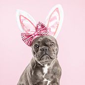 Mon projet du cours : Introduction à la photographie de chiens. Un progetto di Fotografia, Fotografia di ritratto, Fotografia in studio, Fotografia documentaria, Fotografia lifest, le e Fotografia di interni di maryselevert3 - 23.04.2022