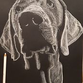 Mi perro, VIGO,  blanco sobre negro . Un proyecto de Dibujo a lápiz de David Fernandez Rodriguez - 23.04.2022