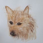 My project for course: Expressive Animal Portraits in Watercolor Foxy Doggie. Traditional illustration, Watercolor Painting, Realistic Drawing, and Naturalistic Illustration project by Claire Brownlie - 04.17.2022
