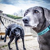 My project for course: Lifestyle Dog Photography. Un proyecto de Fotografía, Fotografía de retrato, Fotografía para Instagram, Fotografía documental, Fotografía Lifest y le de cocomileesalvations - 27.04.2022