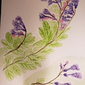 My project for course: Botanical Illustration with Watercolors. Traditional illustration, Fine Arts, Painting, Drawing, Watercolor Painting, and Botanical Illustration project by Laurie - 04.27.2022