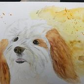 My project for course: Expressive Animal Portraits in Watercolor. Traditional illustration, Watercolor Painting, Realistic Drawing, and Naturalistic Illustration project by carolelstewart - 04.28.2022
