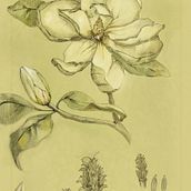My project for course: Botanical Illustration: From Notebook to Print . % Anastasia tarafından hazırlanan Geleneksel illüstras, on, Eskiz çizimi, Çizim, Botanik İllüstras, on, Eskiz defteri, Mürekkep İllüstras, Ve onu projesi - 04.29.2022
