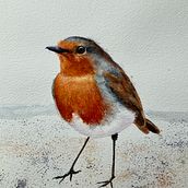 My project for course: Artistic Watercolor Techniques for Illustrating Birds. Projekt z dziedziny Trad, c, jna ilustracja, Malowanie akwarelą, R, sunek realist, czn, Ilustracja naturalist i czna użytkownika Mike Jacobs - 29.04.2022
