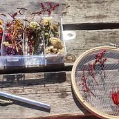 My project for course: Tulle Embroidery with Natural Flowers and Plants. Un progetto di Ricamo, DIY, Design floreale e vegetale e Textile Design di eta2nd - 03.05.2022