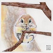 Corso: ritratti espressivi di animali ad acquerello. Traditional illustration, Painting, Watercolor Painting, and Realistic Drawing project by Selene Nardelli - 05.07.2022