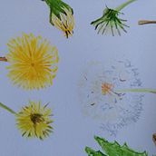 Paardenbloem, diente de léon, dandelion. Un progetto di Illustrazione tradizionale, Belle arti, Pittura, Disegno, Pittura ad acquerello e Illustrazione botanica di miekejjager - 08.05.2022