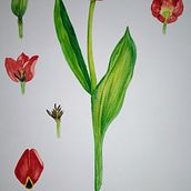 Mi proyecto del curso: Ilustración botánica con acuarela. Un proyecto de Ilustración tradicional, Bellas Artes, Pintura, Dibujo, Pintura a la acuarela e Ilustración botánica de Cincia Korovaichuk - 11.05.2022