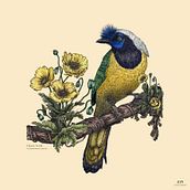 Mijn cursusproject: Naturalistische balpenillustratie. Een project van Traditionele illustratie,  Tekening, Realistische tekening y Naturalistische illustratie van Carol Camu - 14.05.2022