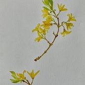 Forsythia - based on a real plant Ein Projekt aus dem Bereich Aquarellmalerei von Lucie Butcher - 21.04.2022