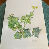 My project for course: Botanical Sketchbooking: A Meditative Approach. Un progetto di Illustrazione tradizionale, Bozzetti, Disegno, Pittura ad acquerello, Illustrazione botanica e Sketchbook di childscheryl - 15.05.2022