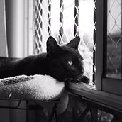 Mi proyecto final del curso: Fotografía lifestyle de perros . % Luz Quintana tarafından hazırlanan Fotoğrafçılık, Portre Fotoğrafçılığı, Instagram Fotoğrafçılığı, Belgesel Fotoğrafçılık, Ve Yaşam Tarzı Fotoğrafçılığı projesi - 05.13.2022