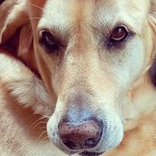 Mis Perros. Un progetto di Fotografia di Clara Fernandez sanin - 16.05.2022