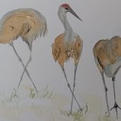 My projects for course: Illustrating Nature: A Creative Exploration. Un proyecto de Ilustración tradicional, Pintura, Dibujo, Pintura a la acuarela, Ilustración con tinta e Ilustración naturalista				 de Anne Tiwari - 17.05.2022