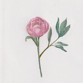My project for course: Botanical Watercolor: Illustrate the Anatomy of Flowers. Un proyecto de Ilustración tradicional, Bellas Artes, Pintura, Dibujo, Pintura a la acuarela e Ilustración botánica de Savinee Montalampa - 19.05.2022