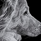 Hollie. Digital Illustration, Traditional illustration, Digital Drawing, Drawing, and Realistic Drawing project by Shannon Carter - 05.18.2022