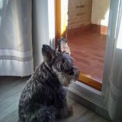 Mi proyecto del curso: Fotografía lifestyle de perros. Un projet de Photographie, Photographie de portrait, Photographie pour Instagram, Photographie documentaire, Photographie lifest , et le de Francisco Javier Morcillo López - 23.05.2022