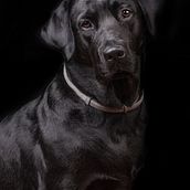 Il mio progetto del corso: Introduzione alla fotografia di cani. Een project van Fotografie, Portretfotografie, Studiofotografie,  Documentairefotografie, Lifest, le fotografie e Interieurfotografie van giulygrappeggia - 23.03.2022
