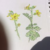 Wildflowers after wildfire. Traditional illustration project by marylroberts - 05.13.2022