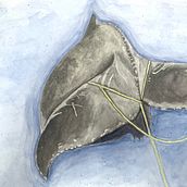 My project for course: Naturalist Illustration Techniques: Whales in Watercolor. Traditional illustration, Poster Design, Digital Illustration, and Manga project by Melanie Zurba - 05.13.2022