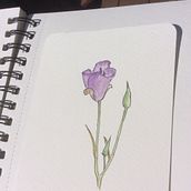 My project for course: Botanical Sketchbooking: A Meditative Approach. Traditional illustration, Sketching, Drawing, Watercolor Painting, Botanical Illustration, Sketchbook, and Painting project by marylroberts - 05.20.2022