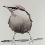 My project for course: Artistic Watercolor Techniques for Illustrating Birds. Un proyecto de Ilustración tradicional, Pintura a la acuarela, Dibujo realista e Ilustración naturalista				 de johndoyle44 - 24.05.2022