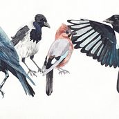 My project for course: Artistic Watercolor Techniques for Illustrating Birds. Traditional illustration, Watercolor Painting, Realistic Drawing, and Naturalistic Illustration project by astridcoxon - 05.25.2022