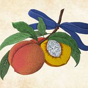 Peaches & Diamond. Traditional illustration project by Elena Tamova - 10.20.2021