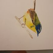 Aves . Un projet de Illustration traditionnelle de Gabriela Henriquez - 28.05.2022