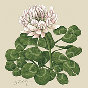 Ordinary Lucky Clover. Traditional illustration, and Graphic Design project by Jesika - 03.28.2022