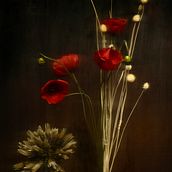 Tulipani . Photograph project by gianna Filetti - 05.28.2022