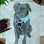 Tierporträt für meine Nachbarin. Traditional illustration, Painting, Drawing, Creativit, Portrait Drawing, and Realistic Drawing project by Jennifer Dümler - 05.29.2022