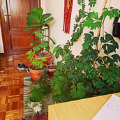Mi proyecto del curso: Creación de oasis vegetal en pleno confinamiento.. Interior Design, L, scape Architecture, Decoration, Interior Decoration, DIY, Floral, Plant Design, and Spatial Design project by Miguel Ángel Rodríguez García - 06.01.2022