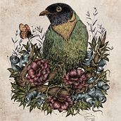 Illustrazione naturalistica a penna: fruttaio pettarancio - orange breasted fruiteater . Traditional illustration, Drawing, Realistic Drawing, and Naturalistic Illustration project by Rossana Ghiani - 06.03.2022