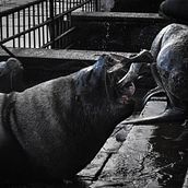 Desayuno en el mercado fluvial de Valdivia. Een project van Digitale fotografie, Buitenfotografie y  Documentairefotografie van Paula Mateu - 04.06.2022