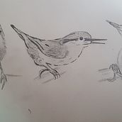 Mein Kursprojekt: Illustriere Vögel mit expressiven Aquarelltechniken. Een project van Traditionele illustratie, Aquarelschilderen, Realistische tekening y Naturalistische illustratie van Kai Möller - 04.06.2022