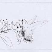 Animación Rotoscopia Colibri. Projekt z dziedziny Animacje 2D użytkownika Paulina Libbrecht - 05.06.2022