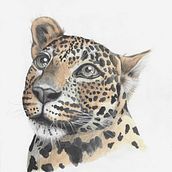 Leopard Soul. Un proyecto de Pintura, Pintura a la acuarela y Bellas Artes de Alanie Botha-Austin - 04.07.2021