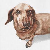 Pet Portraits. Un proyecto de Bellas Artes y Pintura a la acuarela de Alanie Botha-Austin - 13.01.2021