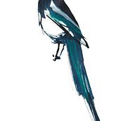 Birds, Birds Birds . Traditional illustration project by Rachael Kay - 06.05.2022