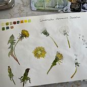 Mein Kursprojekt: Botanisches Zeichenheft: ein meditativer Ansatz. Un progetto di Illustrazione tradizionale, Bozzetti, Disegno, Pittura ad acquerello, Illustrazione botanica e Sketchbook di Beate Heinzelmann - 05.06.2022