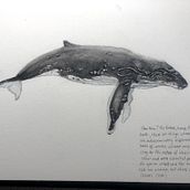 My project for course: Naturalist Illustration Techniques: Whales in Watercolor. Traditional illustration, Poster Design, Digital Illustration, and Manga project by carolelstewart - 06.06.2022