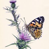 My project for course: Naturalist Illustration with Ballpoint Pen . Traditional illustration, Drawing, Realistic Drawing, and Naturalistic Illustration project by brittawagner - 06.06.2022