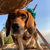 Mi proyecto del curso: Fotografía lifestyle de perros. Un proyecto de Fotografía, Fotografía de retrato, Fotografía para Instagram, Fotografía documental, Fotografía Lifest y le de Alejandra Veliz - 07.06.2022