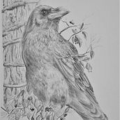 My project for course: Dip Pen and Ink Illustration: Capturing The Natural World. Projekt z dziedziny Sketching,  R, sunek,  R, sunek art, st, czn, Sketchbook,  R, sunek atramentem, Ilustracja naturalist i czna użytkownika Harper Court - 09.06.2022